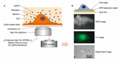 Figure 1a: Schematic illustration of the experimental set-up for surface plasmon resonance microscopy. A polarized laser beam is directed onto a gold-coated glass coverslip through an oil-immersion objective to create SPR on the gold surface, which is imaged with a CCD camera. 1b: From the bottom up, examples of bright-field, fluorescence (FL) and SPR images, respectively. 