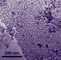 Nanoparticles of cobalt attach themselves to a graphene substrate in a single layer. As a catalyst, the cobalt-graphene combination was a little slower getting the oxygen reduction reaction going, but it reduced oxygen faster and lasted longer than platinum-based catalysts.

Credit: Sun Lab/Brown University