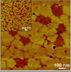 AFM micrograph of 2D S-layers assembled on mica shows two different pathways to crystalization, one in which the domans are 2-3 nanometers taller (white circles). Height differences, measured along the dotted black line, were the result of kinetic trapping. (Image from Molecular Foundry)