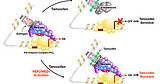 Zhang's research model showing HER2 activation of MED1 drives estrogen receptor corepressor/coactivator switch by tamoxifen.Credit University of Cincinnati
