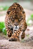 Scientists have created chemical modules that copy the behavior of predators like jaguars (above) and their prey.
Credit: iStockphoto/Thinkstock