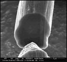 Nanotubes are tightly packed in the new carbon nanotube fibers produced by Rice University and Teijin Aramid. This cross section of a test fiber, which wastaken with a scanning electron microscope, shows only a few open gaps inside the fiber.

CREDIT: D. Tsentalovich/Rice University