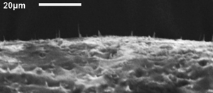 This image shows carbon nanofibers embedded in the elastic membrane.