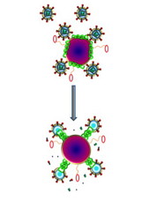  Joshua L. Hood, MD, PhD

Nanoparticles (purple) carrying melittin (green) fuse with HIV (small circles with spiked outer ring), destroying the viruss protective envelope. Molecular bumpers (small red ovals) prevent the nanoparticles from harming the bodys normal cells, which are much larger in size. 