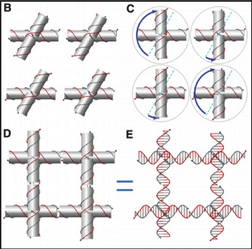 The fundamental unit in Hao Yan's new nanostructures rely on modifying a 4-arm DNA junction. The relaxed DNA geometry found in a 4-arm junction (B) can be rotated 150 degrees clockwise or 30 degrees counterclockwise (C) to form the right angles needed to make a DNA Gridiron (D and E).
Photo by: Biodesign Institute