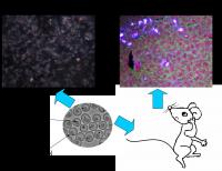 SN @ GNs showed dark field imaging function of cell and animal tissue and significantly improved the biocompatibility of gold nanoparticles.

Credit: Science China Press