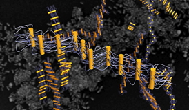 DNA-tethered nanorods link up like rungs on a ribbonlike laddera new mechanism for linear self-assembly that may be unique to the nanoscale.
