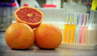Lipids (right panel first three tubes) derived from grapefruit. GNVs can efficiently deliver a variety of therapeutic agents, including DNA, RNA (DIR-GNVs), proteins and anti-cancer drugs (GNVs-Drugs) as demonstrated in this study. 