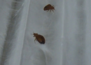 A screen capture of a video demonstration of the new technology stopping bed bugs in their tracks.