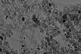 A high-resolution microscopic image of a new type of nanostructured-carbon-based catalyst developed at Los Alamos National Laboratory that could pave the way for reliable, economical next-generation batteries and alkaline fuel cells.Photo credit: Los Alamos National Laboratory