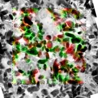 These are LFP particles as seen by a transmission electron microscope with overlay of the chemical information as seen by a scanning transmission X-ray microscope. The red represents lithium iron phosphate while green represents iron phosphate, or LFP without lithium.

Credit: Sandia National Laboratories