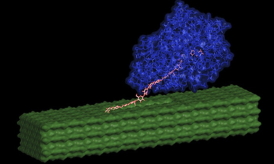 An enzyme (shown in blue) pulls out individual cellulose chains (pink) from the pretreated nanofiber surface (green) and then breaks them apart into simple sugars. Image credit, Shishir Chundawat, Great Lakes Bioenergy Research Center. 