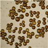 Iron nanoparticles (diameter: 90 micrometers)