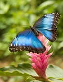 Leveraging the amazing natural properties of the Morpho butterfly's wings, scientists have developed a versatile nanobiocomposite material.
Credit: iStockphoto/Thinkstock