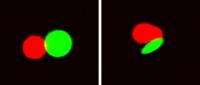 T-cells (red) are activated more robustly when they interact with artificial antigen-presenting cells (green) that are elongated (right) versus round (left).

Credit: Karlo Perica