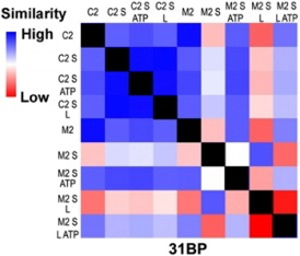 This SAXS profile of a 31 base pair DNA with an error (M2) and no error (C2) in the presence of MutS (S), MutL (L), ATP and combinations. The profile is scored for pair-wise agreement and assigned a color ranging from high similarity (blue) to low similarity (red). The black squares are self-comparisons. 