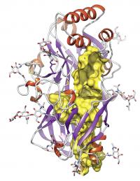 The Bielefeld chemist Michael Schwake and his colleagues have discovered a new protein fold. At its head (the red helices), this protein can bind enzymes and viruses. The tunnel in the protein structure is colored yellow.

Credit: Illustration: Nature