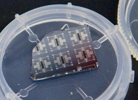 Several prototypes of the synaptic transistor are visible on this silicon chip. Photo by Eliza Grinnell, SEAS Communications.