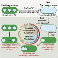 This figure demonstrates the steps researchers took to visualize carboxysome assembly. The critical genes (ccm operon) is deleted, which leads to a generation of cyanobacteria with no carboxysomes. These bacteria require high CO2 levels to survive. When the missing genes were introduced, researchers were able to watch rarely seen intermediate steps of carboxysome assembly.

Credit: Elsevier