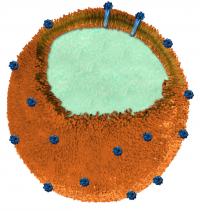 The nanosponges at the foundation of the experimental "toxoid vaccine" platform are bio-compatible particles made of a polymer core (light-blue-green color) wrapped in a red-blood-cell membrane (orange). Each nanosponge's red-blood-cell membrane seizes and detains the Staphylococcus aureus (staph) toxin alpha-haemolysin (blue) without compromising the toxins structural integrity through heating or chemical processing. These toxin-studded nanosponges served as vaccines capable of triggering neutralizing antibodies and fighting off otherwise lethal doses of the toxin in mice.

Nanosponges that soak up a dangerous pore-forming toxin produced by MRSA (methicillin-resistant Staphylococcus aureus) could serve as a safe and effective vaccine against this toxin. This "nanosponge vaccine" enabled the immune systems of mice to block the adverse effects of the alpha-haemolysin toxin from MRSA -- both within the bloodstream and on the skin. Nanoengineers from UC San Diego described the safety and efficacy of this nanosponge vaccine in the Dec. 1 issue of Nature Nanotechnology.

Credit: UC San Diego Department of NanoEngineering