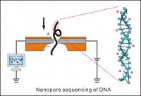 This is a typical nanopore sequencing process.

Credit: Science China Press