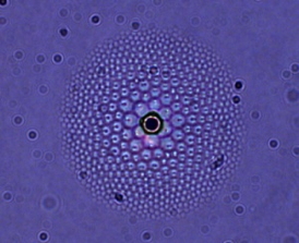 A liquid crystal "flower" under magnification. The black dot at center is the silica bead that generates the flower's pattern.
