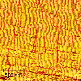 What looks like sand dunes is actually smaller than a single grain of sand. Thanks to electrostatic surface interactions, DNA nanotubes (shown here in red) align along the prefabricated nanopattern on a silicon surface.