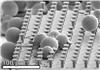 Glass spheres among microhairs that are mushroom-shaped to improve adhesive force.SEM: Michael Rhrig, KIT