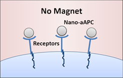 Nanoscale artificial antigen presenting cells (nano-aAPCs) bound to receptors on the T cell surface.
Karlo Perica