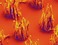 Researchers have shown they can grow vertically-aligned carbon nanofibers using ambient air, rather than ammonia gas. Click to enlarge image.Credit: Anatoli Melechko.