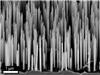 Electron microscope picture of wurtzite GaA/AIGaAs core-shell nanowires.(Dr. Dheeraj Dasa and Prof. Helge Weman, NTNU).