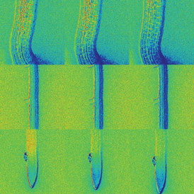 Time sequence shows how mustard seedlings take up and distribute ABA through roots and other parts of the plant during germination. Credit: Rainer Waadt, UC San Diego