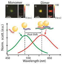 A single gold nanoparticle, or monomer, appears green when illuminated (top left), while a pair of gold nanoparticles bound to an mRNA splice variant, or dimer, appears reddish (top right). Monomers and dimers also scatter light differently, as shown in the graph above.Purdue University image / Joseph Irudayaraj