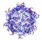 An adeno-associated virus capsid (blue) modified by peptides (red) inserted to lock the virus is the result of research at Rice University into a new way to target cancerous and other diseased cells. The peptides are keyed to proteases overexpressed at the site of diseased tissues; they unlock the capsid and allow it to deliver its therapeutic cargo.Credit: Junghae Suh/Rice University