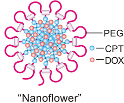 Early tests of the nanodaisy drug delivery technique show promise against a number of cancers. Image credit: Ran Mo.