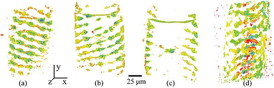 The above images show the 3D volume rendering of a Spirogyra. Each image represents the total phase shift over 20 μm thick slices within the Spirogyra.  Images used by permission of T Godden of Phasefocus. 