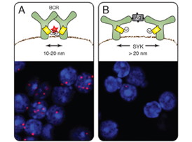 On resting cells (A) the B cell antigen receptors form groups and the nano ruler emits red signals (cell staining below). After activation of the B cells by an antigen the red signal disappears (B). The kinase Syk mediates the opening of the receptor.