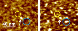 Scanning force microscopy images, which show the relief of a graphene oxide flake. Bright areas are "hills" and dark areas are "valleys".  The left image was recorded at low relative humidity, one can say on a dry surface. The right image was recorded at high relative humidity, 65 percent.  One can see that new bright spots appear in some regions, which are due to the insertion of water.  The overall relief becomes less flat and more curved with more hills while valleys are preserved.