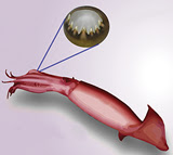Teeth on squid suckers are inspiring new materials for a wide range of applications from surgery to packaging.
Credit: American Chemical Society