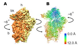 The newly discovered rolling movement shown in (A) three-dimensional cryo-electron microscopy image of ribosome, and (B) computer-generated atomic-resolution model of the human ribosome consistent with microscopy. A). Arrows indicate the direction of movement during transition between the two different states. B). Ribbons represent backbone of RNA and protein molecules within the ribosome. Color bar indicates the amount of motion during rolling.