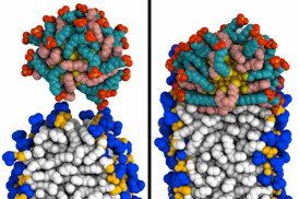 MIT engineers created simulations of how a gold nanoparticle coated with special molecules can penetrate a membrane. At left, the particle (top) makes contact with the membrane. At right, it has fused to the membrane.

Image: Reid Van Lehn