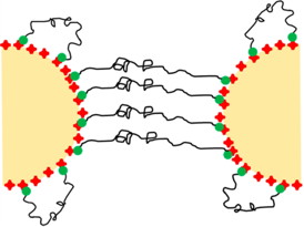DNA linkers serve as bridges between colloidal beads in a new experiment by Rice University scientists to study the physics of "bead-spring" polymer chains. They found the chains can be tuned for varying degrees of stiffness or flexibility. Credit: Biswal Lab/Rice University