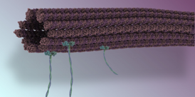 On the nano assembly line, tiny biological tubes called microtubules serve as transporters for the assembly of several molecular objects.Graphics: Samuel Hertig