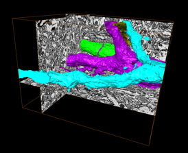 Volume reconstruction of mouse brain acquired with Teneo VS. The block-face was imaged with the combination of Serial Block Face SEM and Multi-Energy Deconvolution SEM. 3D data visualization and reconstruction was done with Amira. Model depicting several axons (blue, purple and green). Isotropic pixels of 10 x 10 x 10 nm (x,y,z); Reconstructed volume 15.00 um x 12.9 um x 10.4 m (1040 slices). Sample courtesy of P. Laserstein & P. Bastians, Helmstaedter Lab, MPI Frankfurt, Germany.