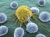 Getting immune cells (blue) to kill cancer cells (yellow) could require a stealthy approach.
Credit: selvanegra/iStock/Thinkstock