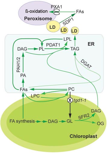Click on the image to download a high-resolution version. Details of the oil synthesis and breakdown pathways within plant leaf cells: Fatty acids (FA) synthesized within chloroplasts go through a series of reactions to be incorporated into lipids (TAG) within the endoplasmic reticulum (ER); lipid droplets (LD) store lipids such as oils until they are broken down to release fatty acids into the cytoplasm; the fatty acids are eventually transported into the peroxisome for oxidation. This detailed metabolic map pointed to a new way to dramatically increase the accumulation of oil in plant leaves  blocking the SDP1 enzyme that releases fatty acids from lipid droplets in plants with elevated fatty acid synthesis. If this strategy works in biofuel crops, it could dramatically increase the energy content of biomass used to make biofuels.
