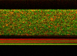 This image, captured by the UNC team, shows gold nanorods diffusing into a layer of mucus. The speckles in the top part of the image are due to rapid light intensity fluctuations caused by the gold nanorods as they move through the mucus. The black layer underneath is human lung cells, and the lack of green speckle shows that the nanorods have not penetrated the cells. The lines of solid color are the membrane.
Credit: Amy Oldenburg, et al/UNC