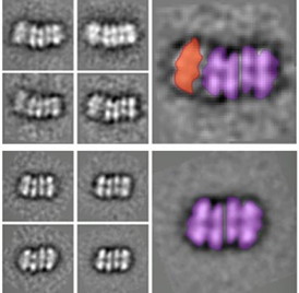 Averaged electron microscope images of two intermediate helicase structures. The top shows an ORC binding the two ring structures together, and the bottom shows the completed double-ring structure with the ORC detached.