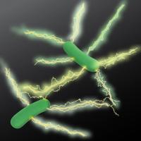 UMass Amherst researchers recently provided stronger evidence than ever before to support their claim that the microbe Geobacter produces tiny electrical wires, called microbial nanowires, along which electric charges propagate just as they do in carbon nanotubes, a highly conductive man-made material.

Credit: UMass Amherst