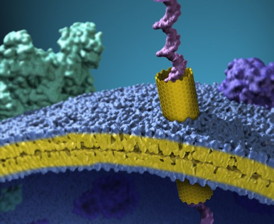 An artist’s view of a carbon nanotube inserted in a plasma membrane of a cell. The nanotube forms a nanoscale tunnel in the membrane and the image shows a single long strand of DNA passing through that tunnel.